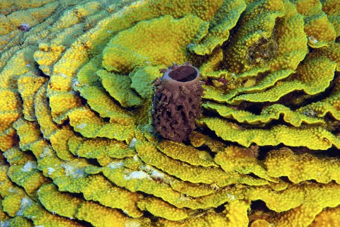 Framed Print : Underwater photo of Small Prickly tube-sponge (Callyspongia crassa) growing in the centre of (Turbinaria reniformis)