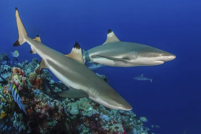 Framed Print : Underwater photo of two specimens of blacktip reef shark (Carcharhinus melanopterus)