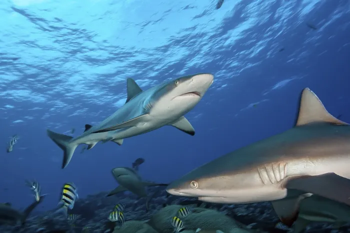 Framed Print : Underwater photo of two specimens Grey reef shark (Carcharhinus amblyrhynchos)