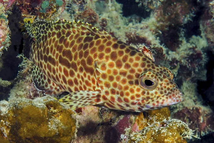 Framed Print : Underwater photo of weeping grouper (Ephinephelus guttatus) predator Red Hind