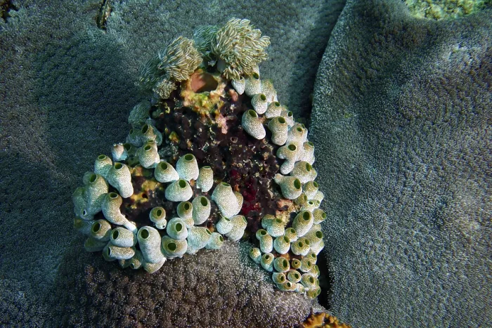 Framed Print : Underwater photograph of robust reef sea squirt (Atriolum robustum) on coral surface