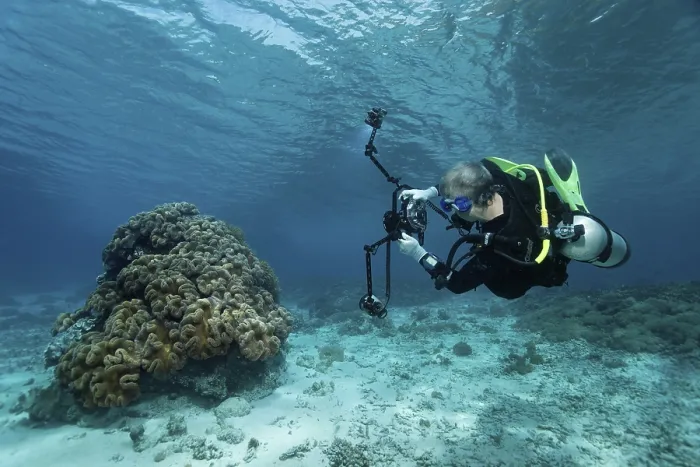 Framed Print : Underwater photographer taking a picture of a mushroom leather coral (Sarcophton sp)