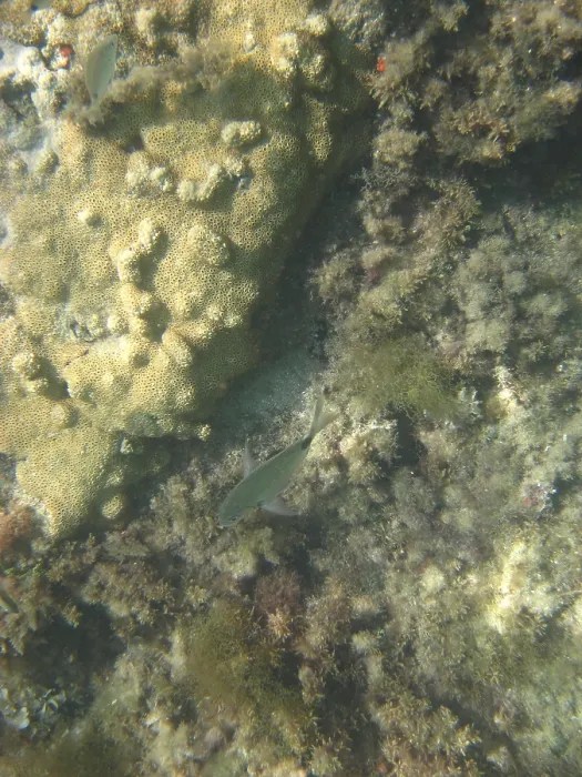 Framed Print : Underwater pictures, Pisces, Ilha Grande