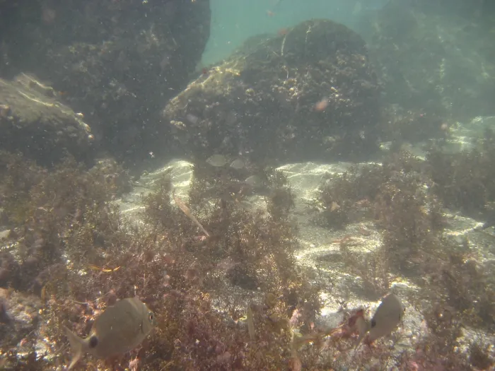 Framed Print : Underwater pictures, Pisces, Ilha Grande