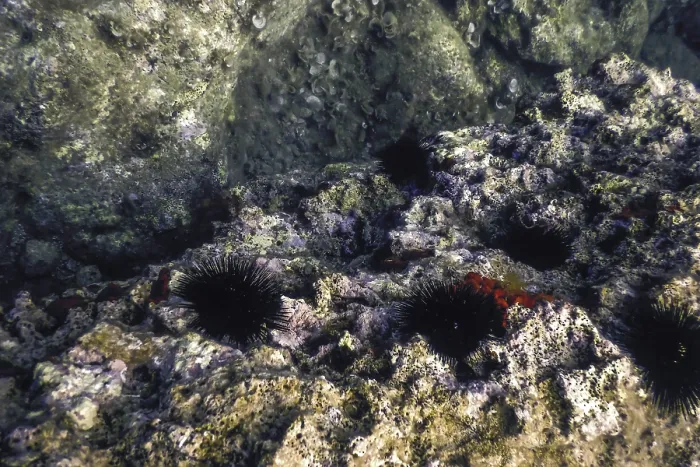 Framed Print : Underwater Sea Urchins on a Rock