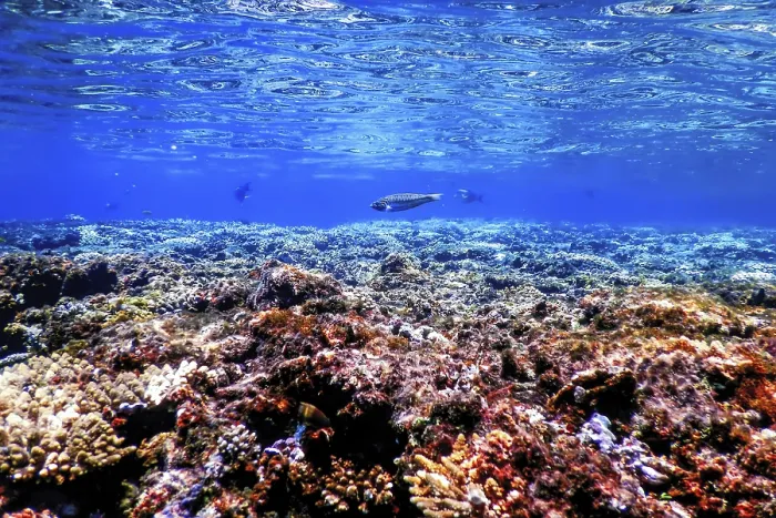 Framed Print : Underwater view of the coral reef