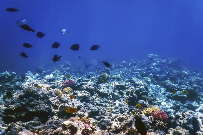Framed Print : Underwater view of the coral reef Framed Print : Underwater view of the coral reef