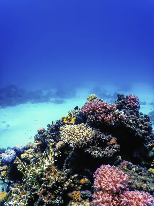 Framed Print : Underwater view of the coral reef