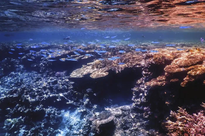 Framed Print : Underwater view of the coral reef
