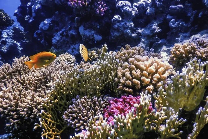Framed Print : Underwater view of the coral reef Framed Print : Underwater view of the coral reef