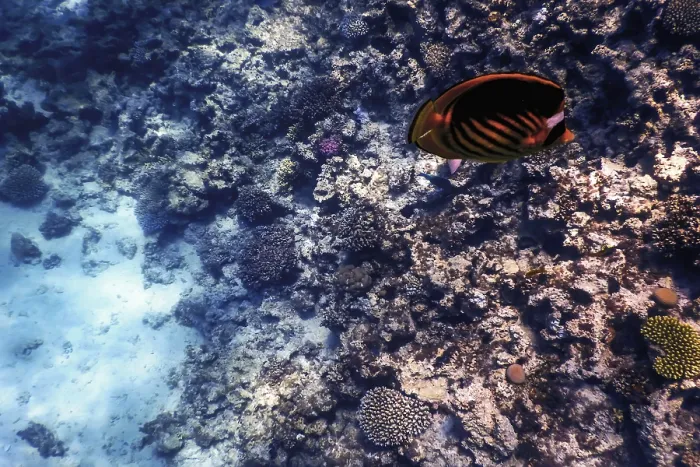 Framed Print : Underwater view of the coral reef