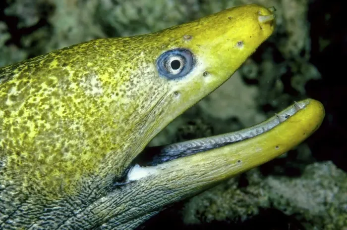Framed Print : Undulated Moray Eel or Leopard Moray (Gymnothorax undulatus)
