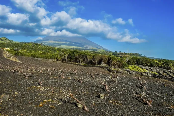 Framed Print : UNESCO-designated historical vineyards below Ponta do Pico
