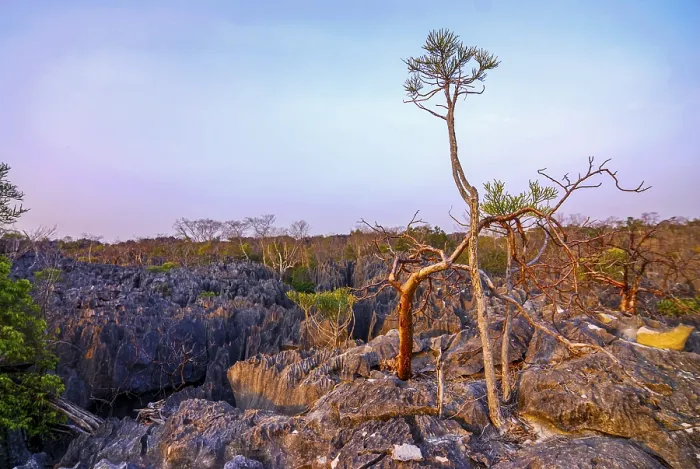 Framed Print : Unesco world heritage sight Tsingy de Bemaraha Strict Nature Reserve Framed Print : Unesco world heritage sight Tsingy de Bemaraha Strict Nature Reserve