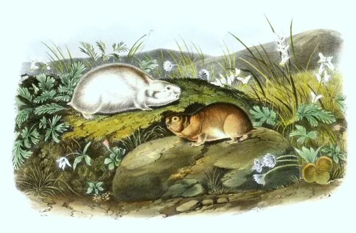 Framed Print : Ungava collared lemming (Dicrostonyx hudsonius) Framed Print : Ungava collared lemming (Dicrostonyx hudsonius)