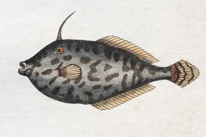 Framed Print : Unicorn Leatherjacket (Balistes monoceros)