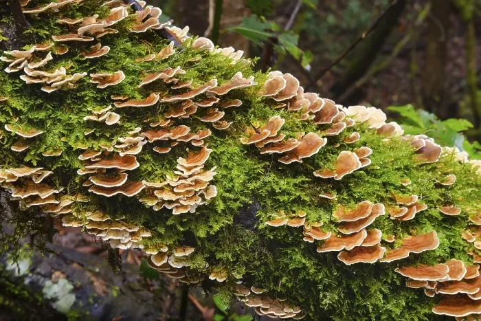 Framed Print : Unji mushroom (Trametes versicolor) on a mossy tree trunk in the cloud forest