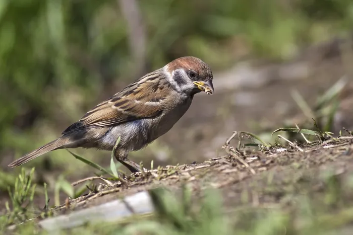 Framed Print : Unlike well expressed sexual dimorphism at a house sparrow males