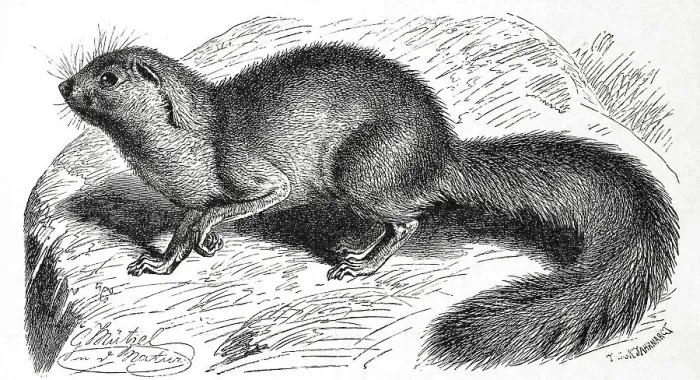 Framed Print : Unstriped ground squirrel (Xerus rutilus)