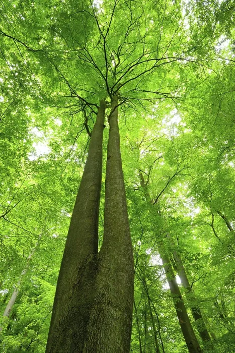 Framed Print : Untouched beech forest, view of the tree tops Framed Print : Untouched beech forest, view of the tree tops