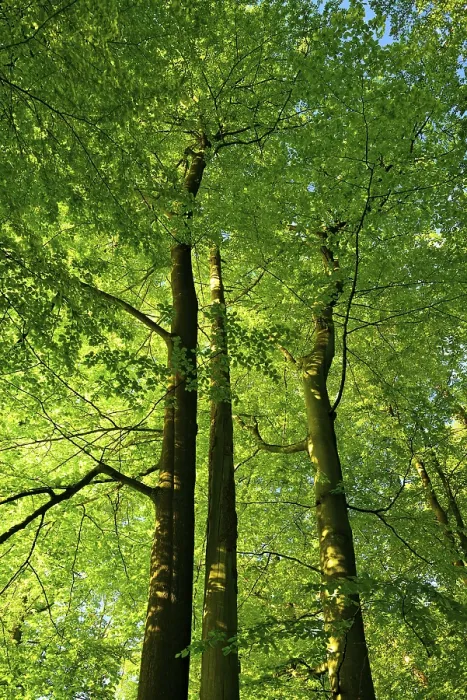 Framed Print : Untouched beech forest, view of the tree tops
