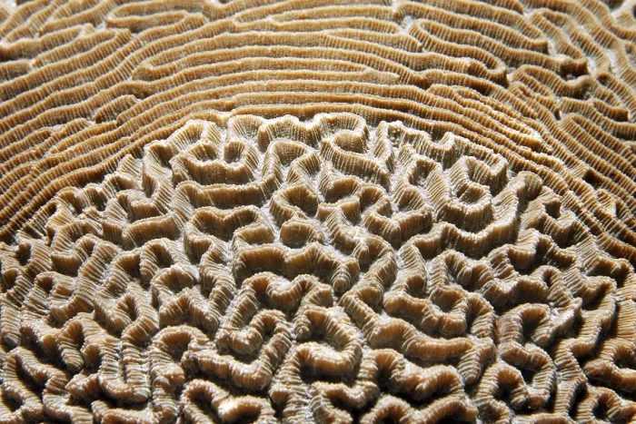 Framed Print : Unusual pattern of a Lesser Valley Coral Framed Print : Unusual pattern of a Lesser Valley Coral