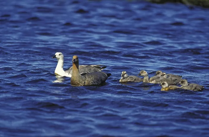 Framed Print : Upland goose (chloephaga picta) or Upland Goose