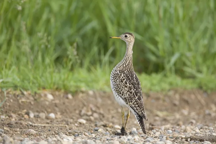 Framed Print : Upland sandpiper (Bartramia longicauda)