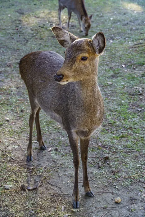 Framed Print : An upright deer looks around curiously