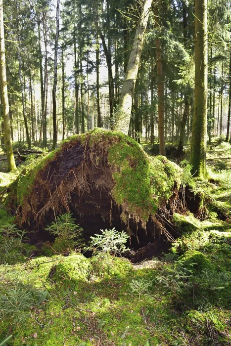 Framed Print : Uprooted spruce (Picea abies) after a storm