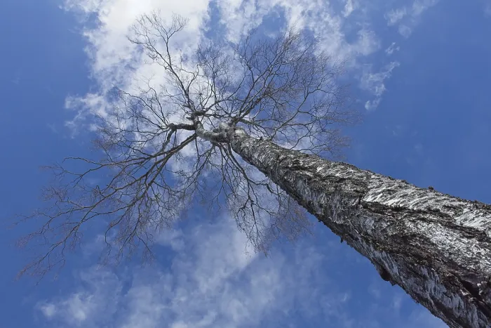 Framed Print : Upward view into leafless birch tree in cloudy spring sky