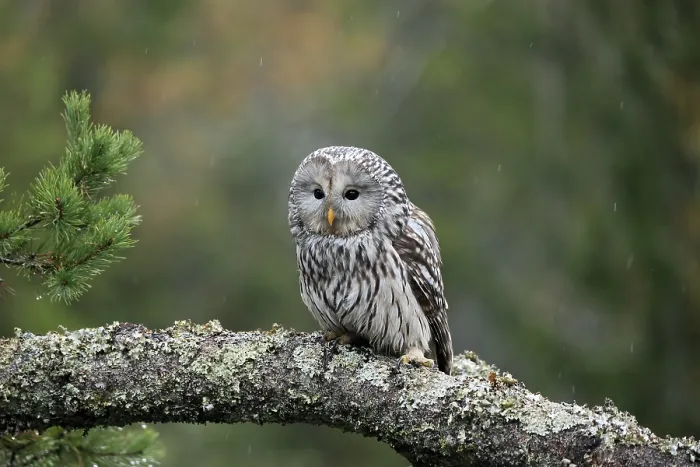 Framed Print : Ural owl (Strix uralensis), adult