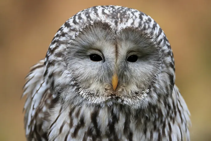 Framed Print : Ural owl (Strix uralensis), adult