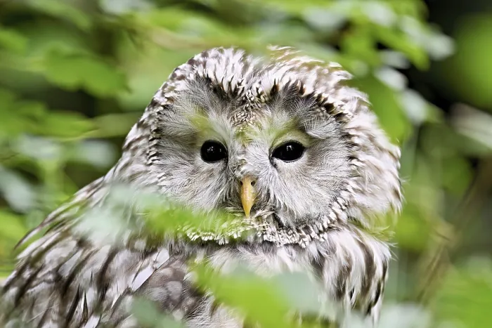 Framed Print : Ural owl (Strix uralensis), captive, Switzerland