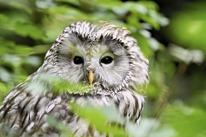 Framed Print : Ural owl (Strix uralensis), captive, Switzerland Framed Print : Ural owl (Strix uralensis), captive, Switzerland