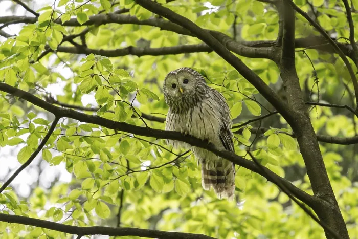 Framed Print : Ural owl (Strix uralensis), owl