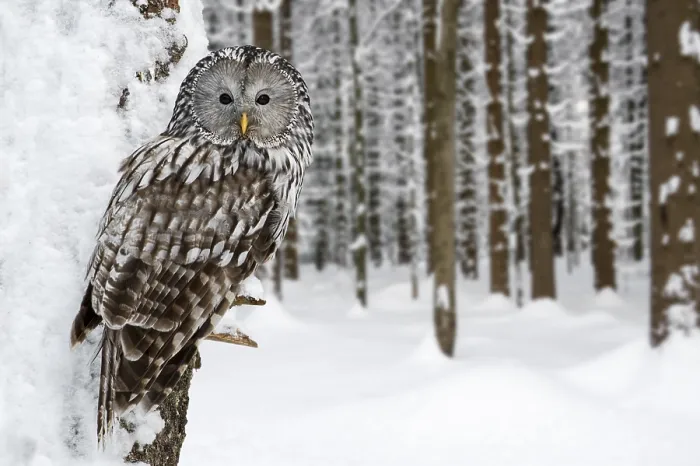 Framed Print : Ural owl (Strix uralensis) perches in tree in forest in snow in winter