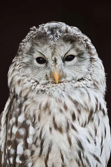 Framed Print : Ural owl (Strix uralensis), portrait