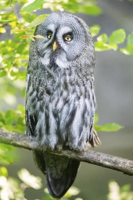 Framed Print : Ural owl (Strix uralensis) sitting on a branch