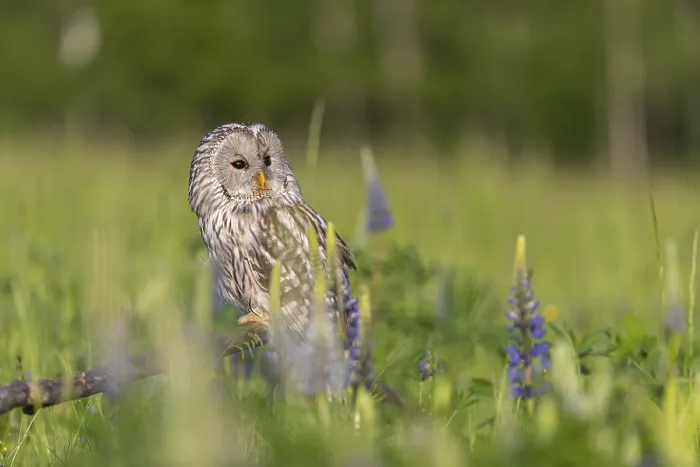 Framed Print : One Ural owl (Strix uralensis) sitting on a branch lying in a field of flowering lupines in late evening light Framed Print : One Ural owl (Strix uralensis) sitting on a branch lying in a field of flowering lupines in late evening light