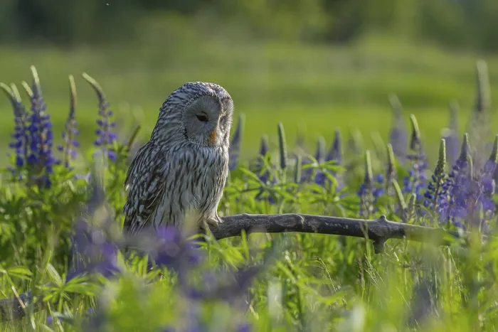 Framed Print : One Ural owl (Strix uralensis) sitting on a branch lying in a field of flowering lupines in late evening light