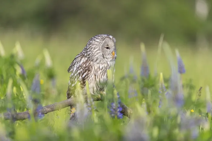 Framed Print : One Ural owl (Strix uralensis) sitting on a branch lying in a field of flowering lupines in late evening light Framed Print : One Ural owl (Strix uralensis) sitting on a branch lying in a field of flowering lupines in late evening light