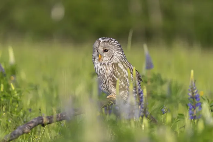 Framed Print : One Ural owl (Strix uralensis) sitting on a branch lying in a field of flowering lupines in late evening light