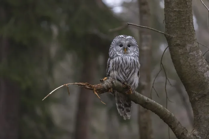 Framed Print : One Ural owl (Strix uralensis) sitting on a branch of a tree in a forest