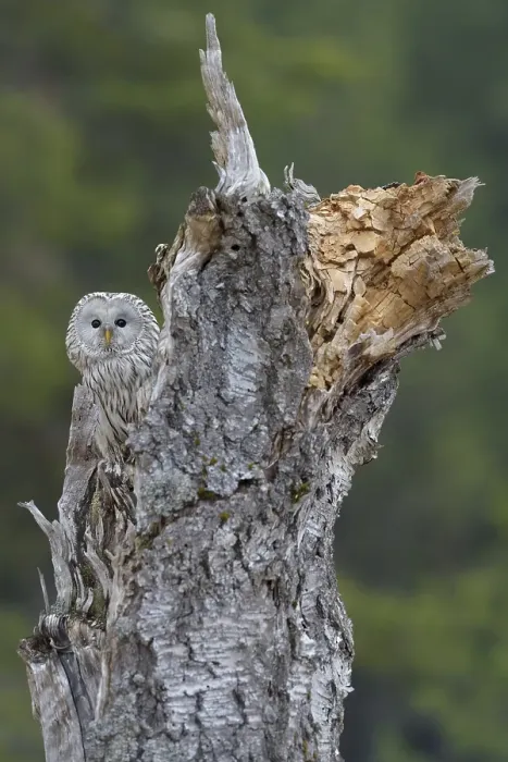 Framed Print : Ural Owl (Strix uralensis), sitting on old birch trunk