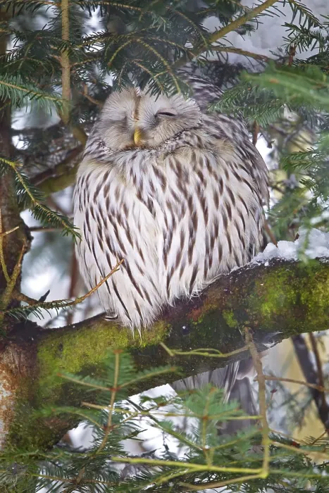 Framed Print : Ural owl (Strix uralensis) in winter in the animal enclosure in the Bavarian Forest National Park