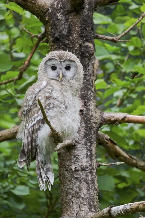 Framed Print : Ural owl (Strix uralensis) young bird