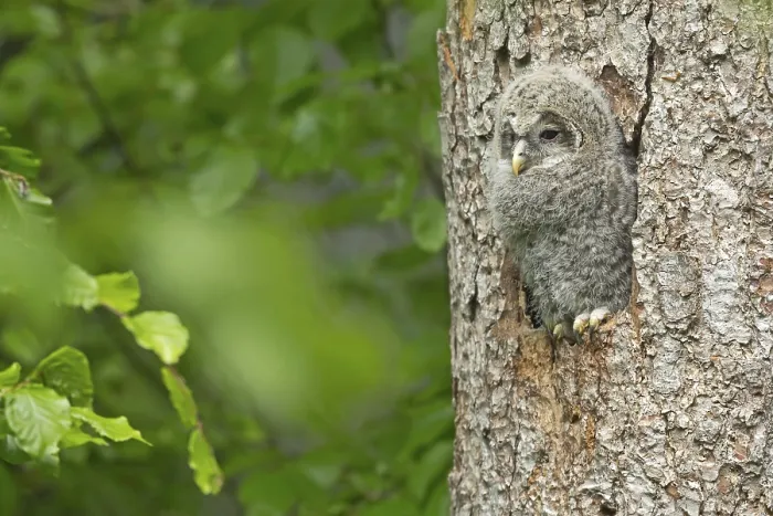 Framed Print : Ural owl (Strix uralensis), young bird