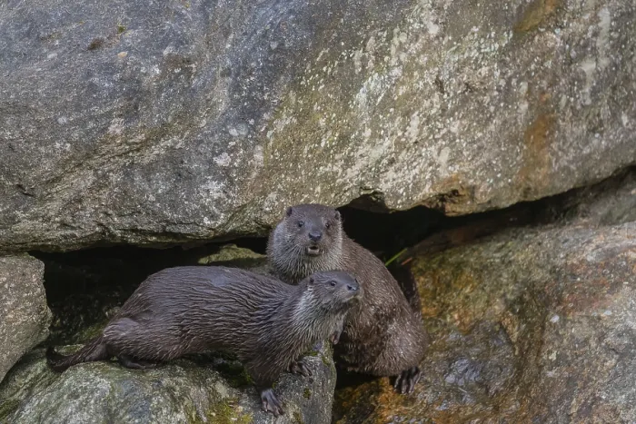 Framed Print : Two urasian otter (Lutra lutra), playing on a rock Framed Print : Two urasian otter (Lutra lutra), playing on a rock
