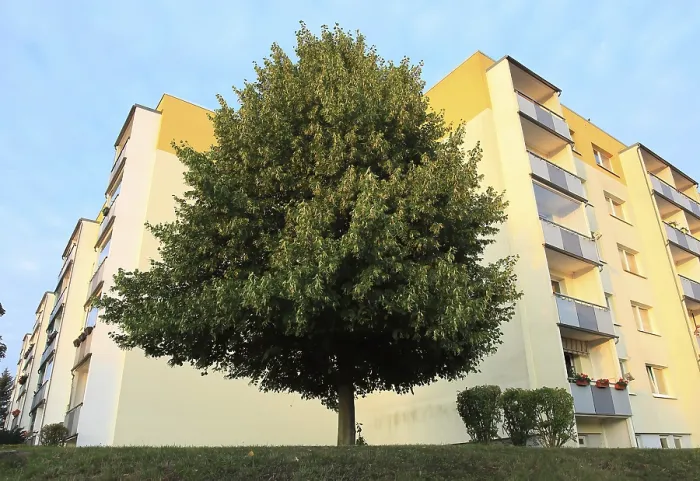 Framed Print : Urban greening, blooming linden tree in front of rental apartments of the Weimar housing cooperative
